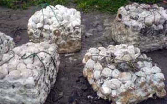 Gubernur Zola mengatakan salah satu penyebab rendahnya harga karet lantaran kualitas produksi yang rendah. Karet kotor menjadi penyebab harga murah.