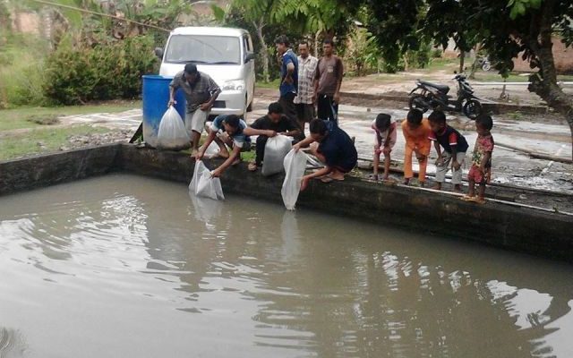 PT MaksiPlus juga membuktikan visi misinya untuk dorong ekonomi kerakyatan, Maxigrow tebar 18 ribu bibit lele di Desa Petaling Jaya