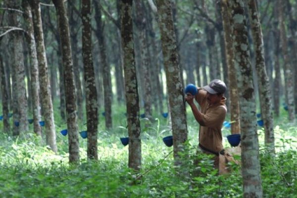 Hujan, Pendapatan Petani Karet Turun Drastis