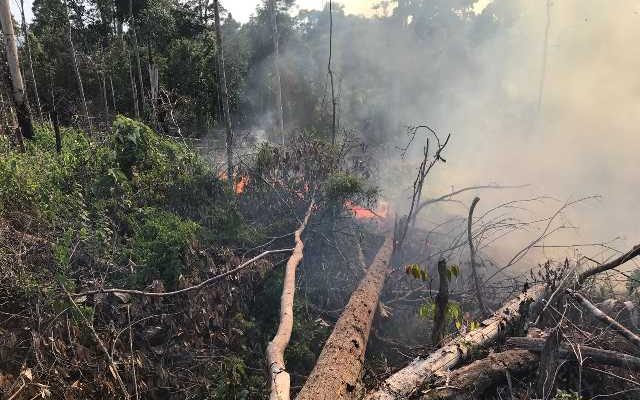 Bakar Lahan 1 Ha, Polisi Tahan IRT di Tebo