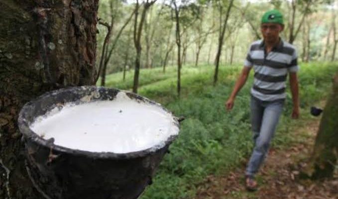 Memasuki Bulan November 2018 ini, dilema para petani. Beberapa bulan terakhir harga TBS dan juga karet di Jambi selalu mengalami penurunan.