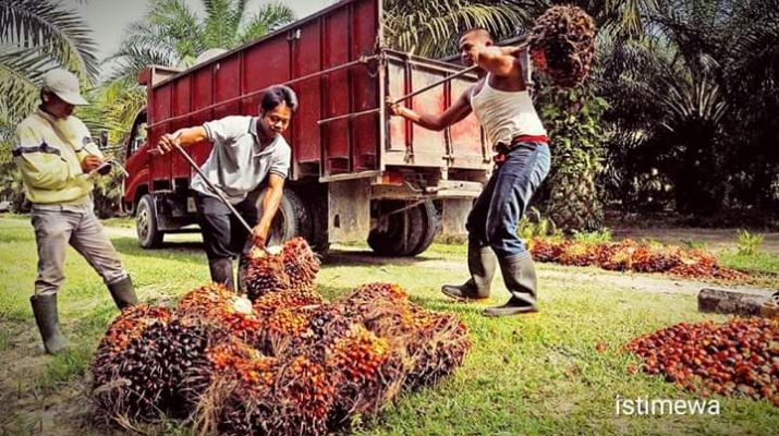 Pasar Eropa Drop, Lewat Diplomasi Ini, Pasar Sawit Indonesia Bersinar Lagi