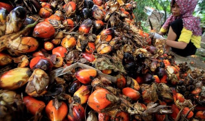 Harga TBS Sawit di Jambi Naik Jelang Lebaran