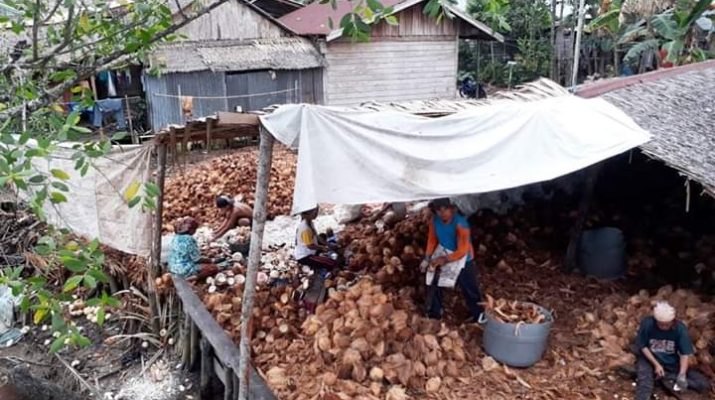 Turunnya harga kelapa, membuat para petani di Tanjabbar, mengeluh. Salah satu sentra kelapa di Provinsi Jambi itu disebut tak menguntungkan petani.