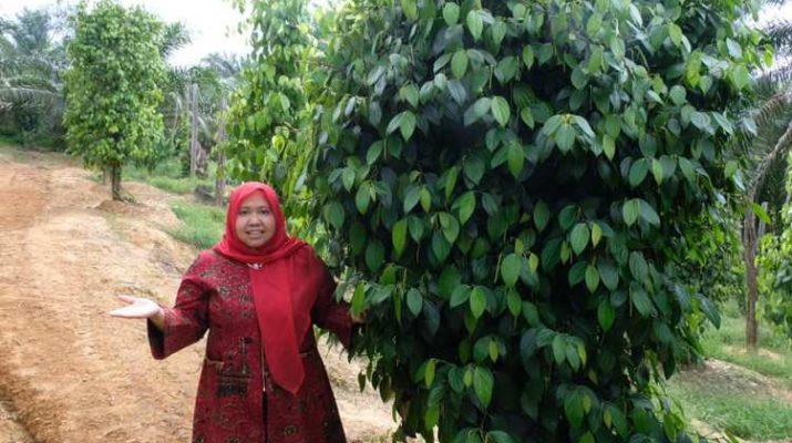 Bupati Muaro Jambi, Masnah Busro mendadak datangi kebun merica warga Desa Sungai Mas, Sungai Bahar, Selasa (22/12/2019)