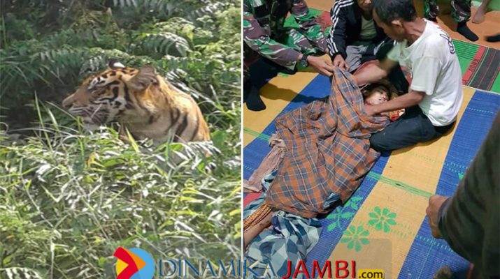 Warga Tewas di Serang Harimau Muara Enim