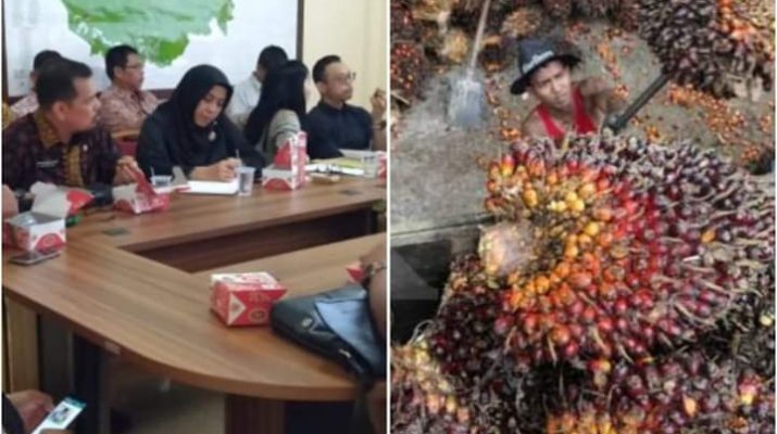 Kembali Naik, Harga Sawit di Jambi Berkemungkinan Capai Rp. 2000 Perkilo