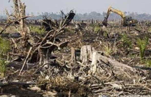 Hari Seribu Pohon, Setiap Bulan 200 Hektar Hutan Jambi Alami Pemusnahan