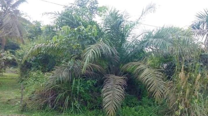 Meski Dikatakan Turun, Harga Sawit di Batanghari Membaik