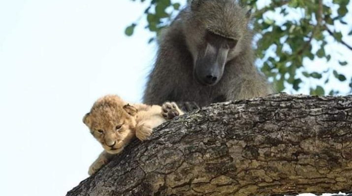 Berbeda habibat, Babun atau Baboon culik anak singa. Aksi nekat itu, lalu dilakukan dengan adopsi si anak singa.