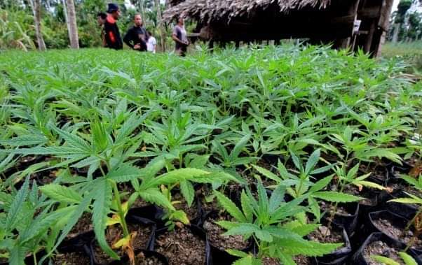Di Indonesia Larang Tanam Ganja, Malaysia Malah Perbolehkan