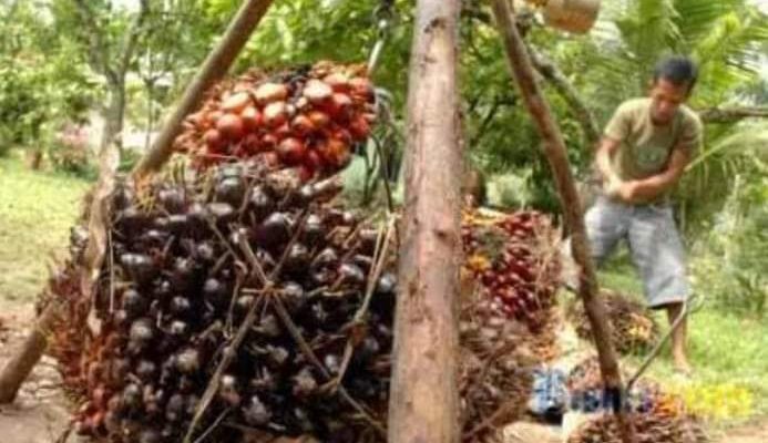 Ingin Dapat Harga Sawit Maksimal, Ini Saran Pemerintah Untuk Petani di Jambi