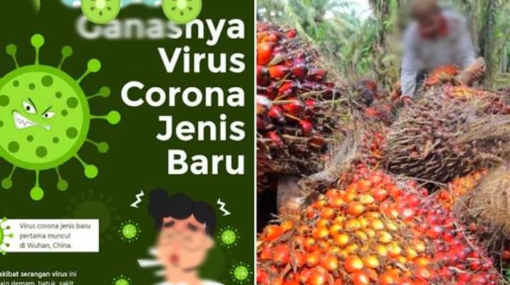 Efek Virus Corona, Harga Sawit di Jambi Terjun Bebas