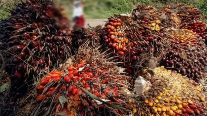 Dari Februari Hingga Kini, Harga sawit Di Jambi Terus Merosot