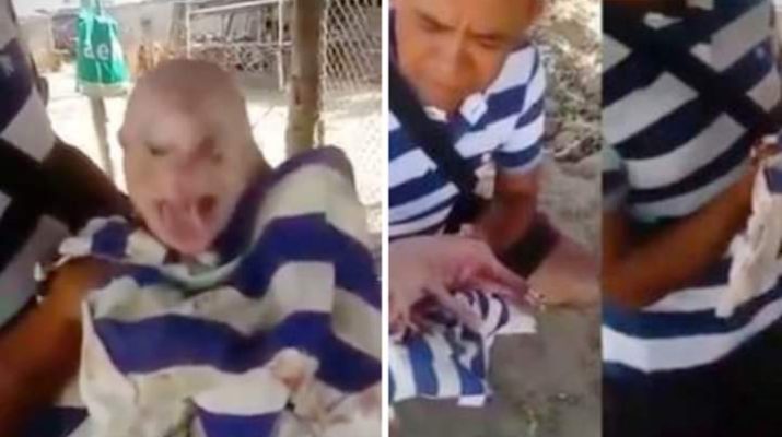 Viral, Pria Ini Pamer Seekor Babi Wajahnya Mirip Manusia