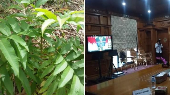 Daun Sungkai Dipercaya Bisa Sembuhkan Corona, Gugus Tugas RI Sarankan Gubernur