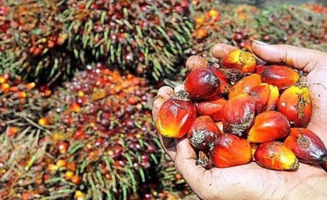 Harga CPO Bakal Ambruk, Petani Sawit Hati-hati