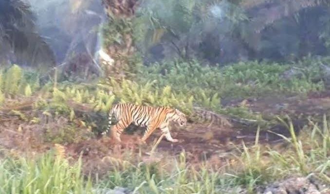 Gawat, Ada Harimau di Kebun, Warga Tanjabbar Jadi Resah