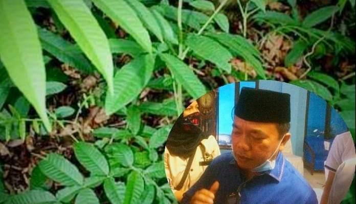 Daun Sungkai Rahasia Kesembuhan Pasien Covid-19 di Merangin