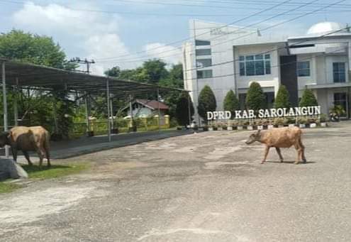 Jadi Sorotan, Kerbau Berkeliaran di Gedung DPRD Sarolangun Saat Jam Kantor