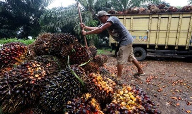 Pasca Lebaran, Harga Sawit di Jambi Membaik