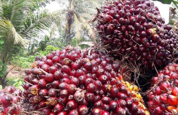 Permintaan CPO Meningkat, Harga Sawit di Jambi Naik, Ini Nominalnya