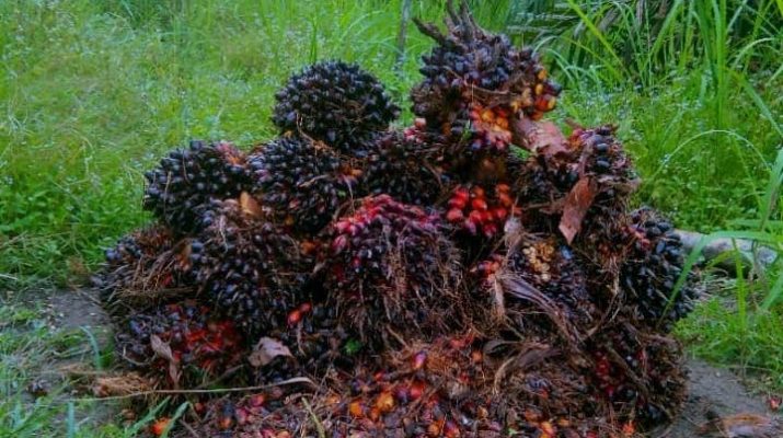 Kabar Baik, Harga Sawit di Jambi Minggu Ini Naik, Berikut Harganya