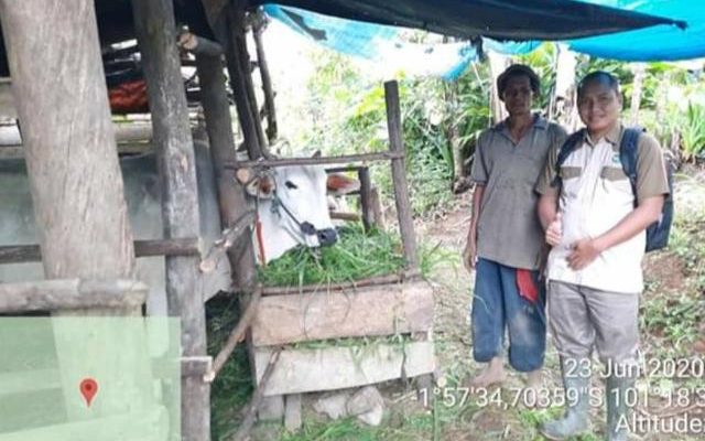 Jelang Hari raya Idul Adha mendatang, Dinas Peternakan Kerinci pastikan kesehatan hewan korban. Hal ini agar, nantinya antisipasi kesiapan saat disembelih.