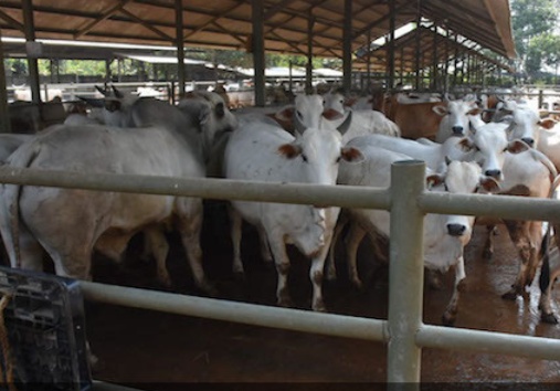 Gara-gara Ini, Pemotongan Hewan Kurban Ditunda