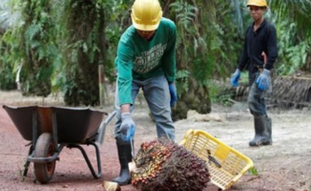 Harga CPO Mengalami Fluktusi, Naik Tipis Hari Ini