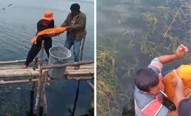 Waduh, Pemancing Ini Strike Ikan Mas Raksasa 15 Kg di Danau