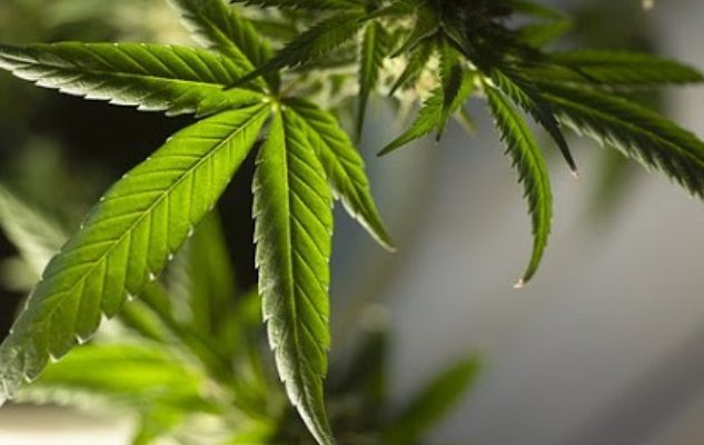 Ganja Ditetapkan Jadi Tanaman Obat Oleh Menteri Pertanian
