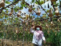 Bupati Muaro Jambi, Hj Masnah Busro di Kebun Labu Madu Desa Pudak