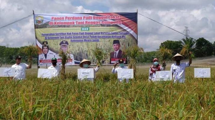 Kunjungan kerja di Desa Pudak, Kecamatan Kumpeh Ulu, Rabu (9/9/20) Bupati Muaro Jambi panen perdana padi varietas Sailun Salimbai.