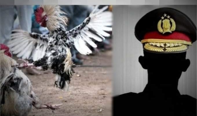 Peristiwa naas diluar perkiraan terjadi saat penggerebekan judi sabung ayam. Bagiamana tidak, seorang perwira polisi harus meregang nyawa setelah diserang ayam, yang ditangkapnya di lokasi.