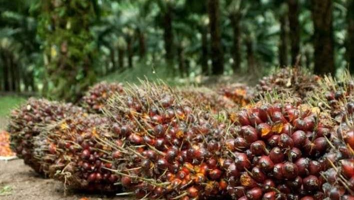 Kabar buruk bagi petani saat ini. Pasalnya, Kamis (29/10) Minggu ini harga sawit di Jambi mulai melemah. Padahal, di pasar dunia harga CPO masih Tetap Kokok, atau tinggi.