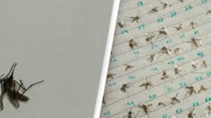 Penerapan lockdown di sejumlah negara, membuat orang mencoba hobi baru. Ketika wanita lain mencoba masak, nanam bunga, hobi wanita ini malah koleksi nyamuk. 