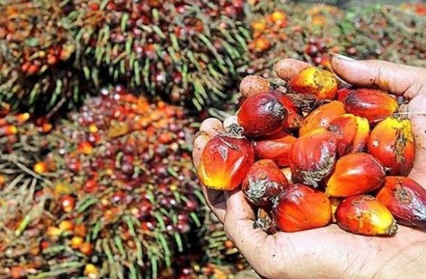 Kabar baik buat petani dan masyarakat, di Provinsi Jambi pertengahan Oktober ini. Pasalnya, harga sawit di Jambi Minggu ini naik lagi, dari sebelumnya.