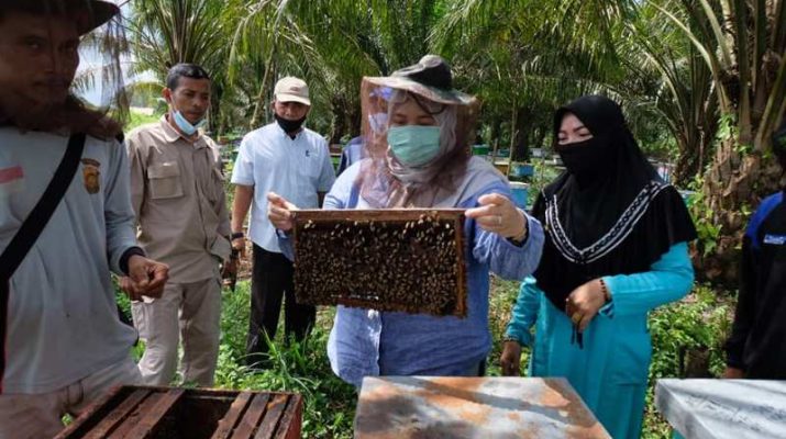 Bupati Muaro Jambi, Hj Masnah Busro, Sabtu (14/11/20) panen madu di Desa Danau Lamo, Kecamatan Maro Sebo. Ia berharap, bisa menjadi destinasi baru wisata edukasi.