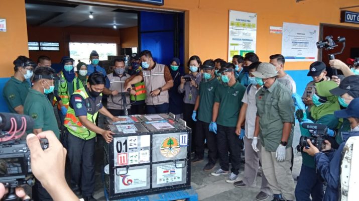 Jelang tahun baru 2021 ini, 2 ekor spesies orang utan di Jambi bertambah dari Thailand, Jumat (18/12/20). BKSDA terima langsung spesies monyet yang sebelumnya transit dari Jakarta itu. 