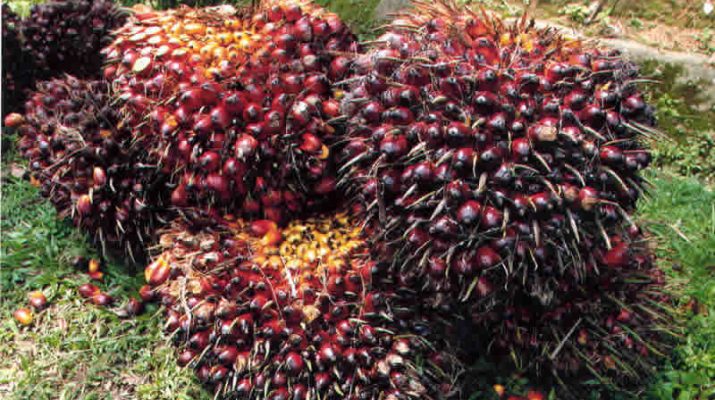 Kabar baik bagi masyakarat, khususnya petani di jambi. Pasalnya, di akhir tahun 2020, harga kelapa sawit di Jambi kembali berangsur naik. Di mana, di ketahui minggu lalu terjadi penurunan.
