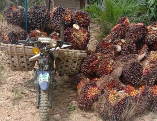 Kabar baik bagi masyarakat di Provinsi Jambi, khususnya para petani sawit. Pasalnya, jelang akhir tahun 2020 ini harga sawit di Jambi kembali