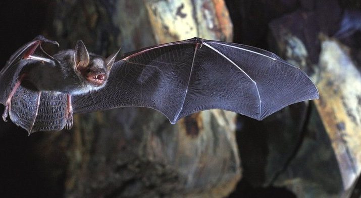 BERITA NASIONAL - Belum usai dengan pandemi Covid-19, kini dunia khususnya Asia harus di hantui oleh virus baru yang bernama Nipah.