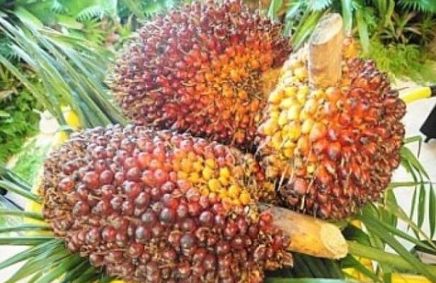 Sejak awal Januari 2021, harga Tandan Buah Segar (TBS) berjenis kelapa ini, terus mengalami kenaikan. Namun, untuk pekan ke empat Januari 2021 ini, harga sawit alami penurunan, Jum'at (22/01/2021).