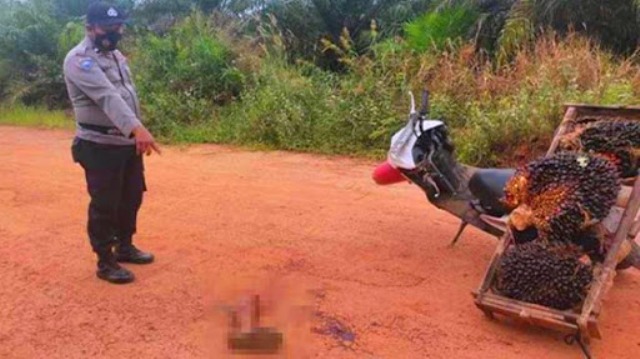 Peristiwa naas yang menimpa korban yang di potong kaki nya, di Bangko Rokan Hilir Riau baru-baru ini rupanya bukan maling. Akan tetapi karena persoalan, rebutan panen sawit.