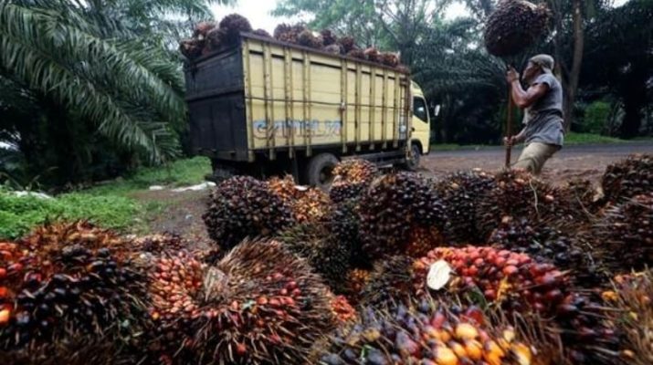 BERITA BISNIS - Pada pekan terakhir di bulan Januari 2021, Harga sawit minggu ini mengalami penuruanan, Kamis (28/01/2021).