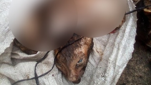 Baru-baru ini tengah beredar sebuah video, di mana seorang wanita menemukan karung berisi potongan tubuh kucing yang telah dikuliti.