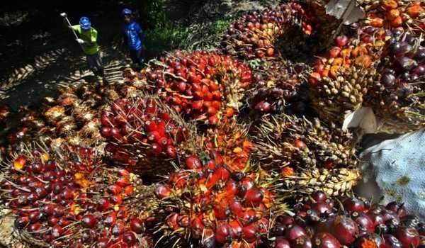 Sempat naik di pekan pertama bulan Februari 2021, kini di pekan kedua harga Tandan Buah Segar (TBS) kelapa sawit melemah, Kamis (11/02/2021).