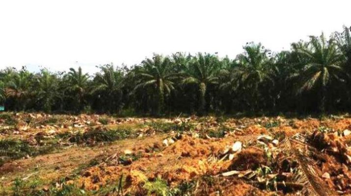 Kepala Dinas Perkebunan Provinsi Jambi, Agus Rizal beberkan syarat untuk mendapatkan bantuan replanting sawit di Provinsi Jambi. Ada alokasi anggaran Rp 500 Milyar. 