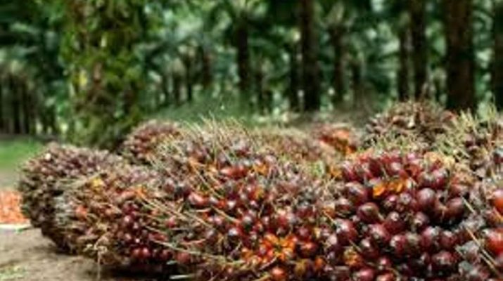 Salah satu mata pencarian pokok di Provinsi Jambi, yakni Kelapa Sawit, alami lagi kenaikan harga untuk sepekan kedepan.